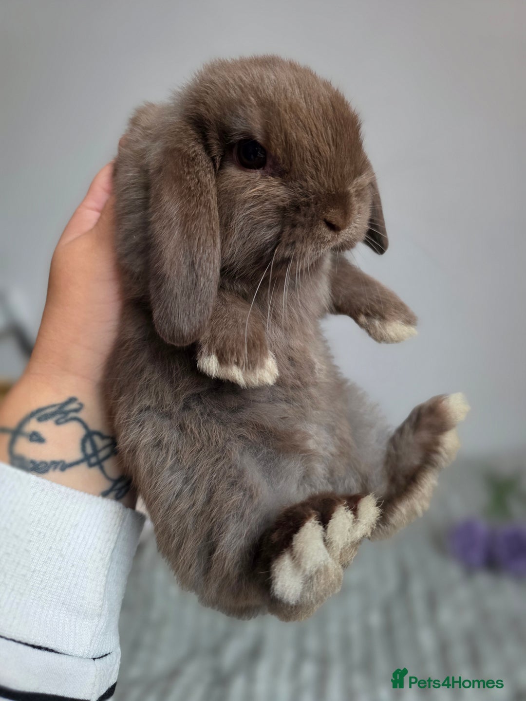 Mini Lop rabbits for sale: Left one brown mini lop girl!!! - Image 4