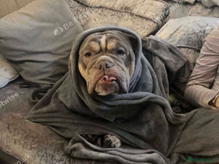 English Bulldog dogs Kc 3 year old English bulldog - Advert 3