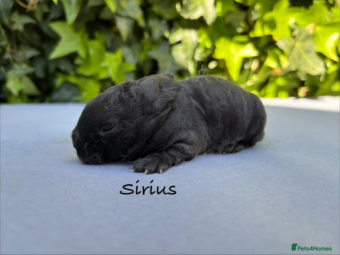 Mini Lop rabbits for sale: Pure bred Mini Plush Lops - Advert 6