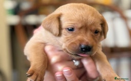 Labrador Retriever dogs for sale: Dark Red and Yellow KC reg DNA Clear Lab Puppies - Image 18