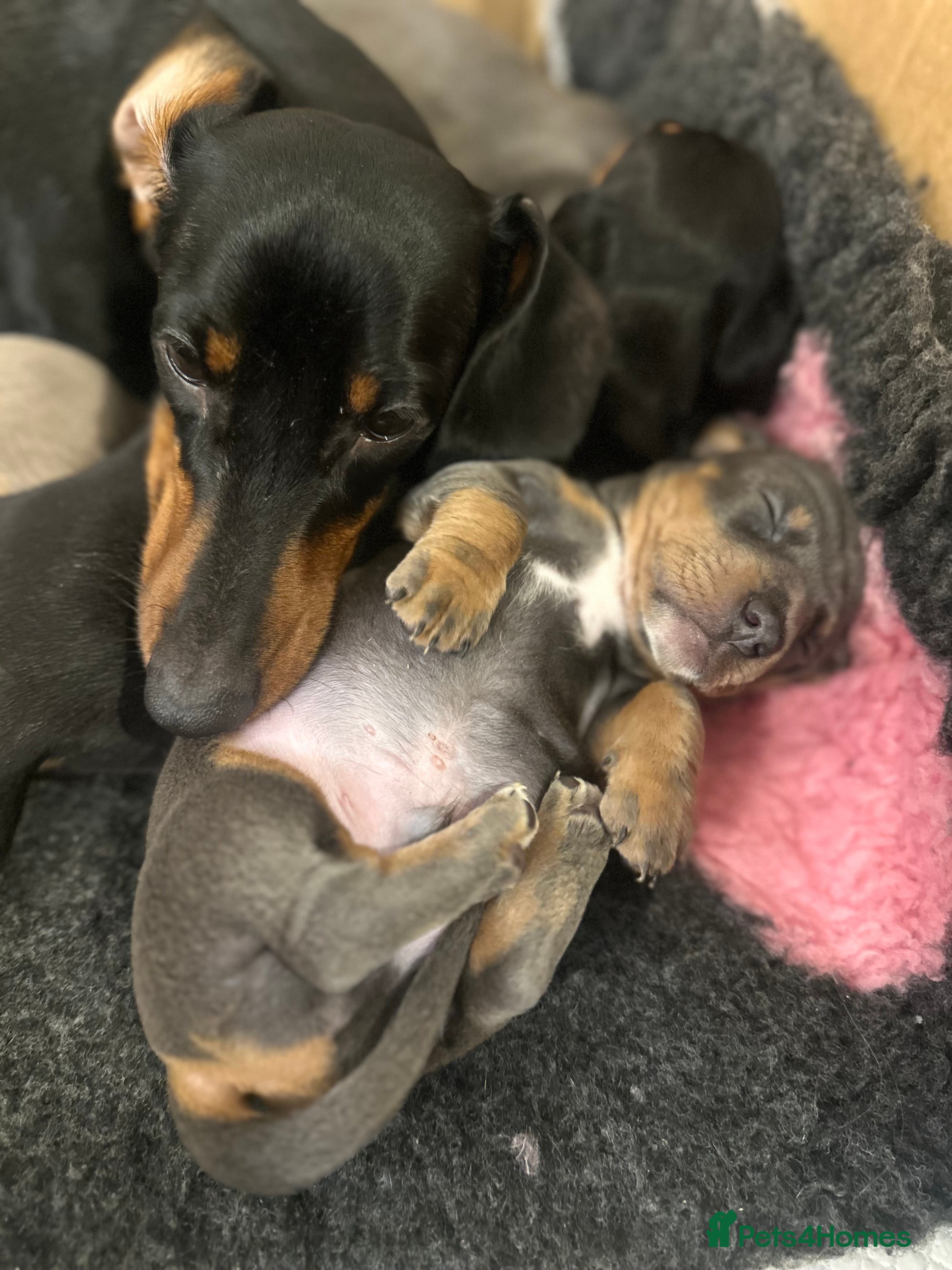 Miniature Dachshund dogs KC REGISTERED STUNNING MINATURE DACHSHUND PUPS❤️ - Advert 2