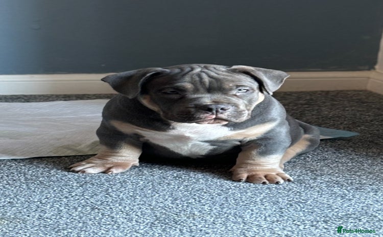 American Bully dogs - Advert 3