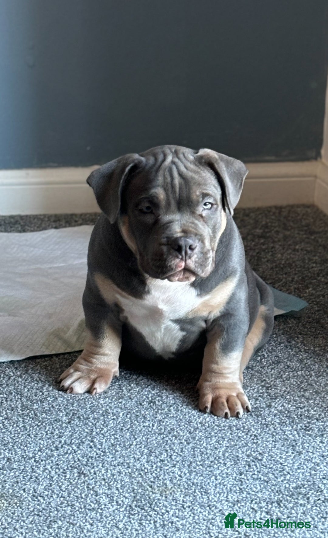 American Bully dogs for sale: Micro/Pocket Bully Puppy - Image 1