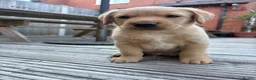 Labrador Retriever dogs for sale: Pedigree Labrador Male Puppies Black/Yellow 7wk - Advert 5