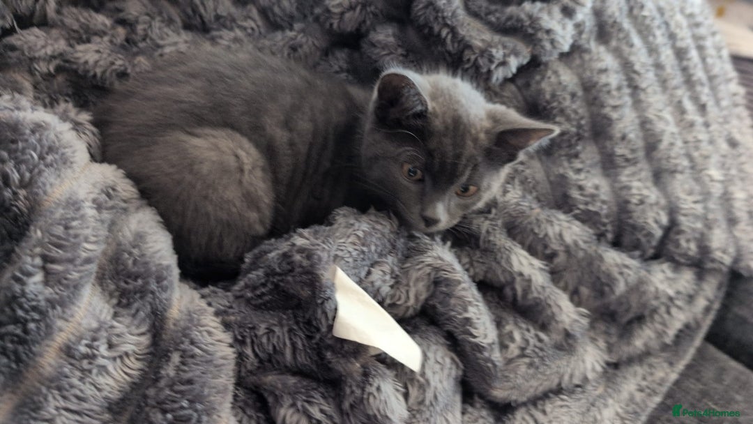 Mixed Breed cats for sale: Leo male kitten - Advert 2