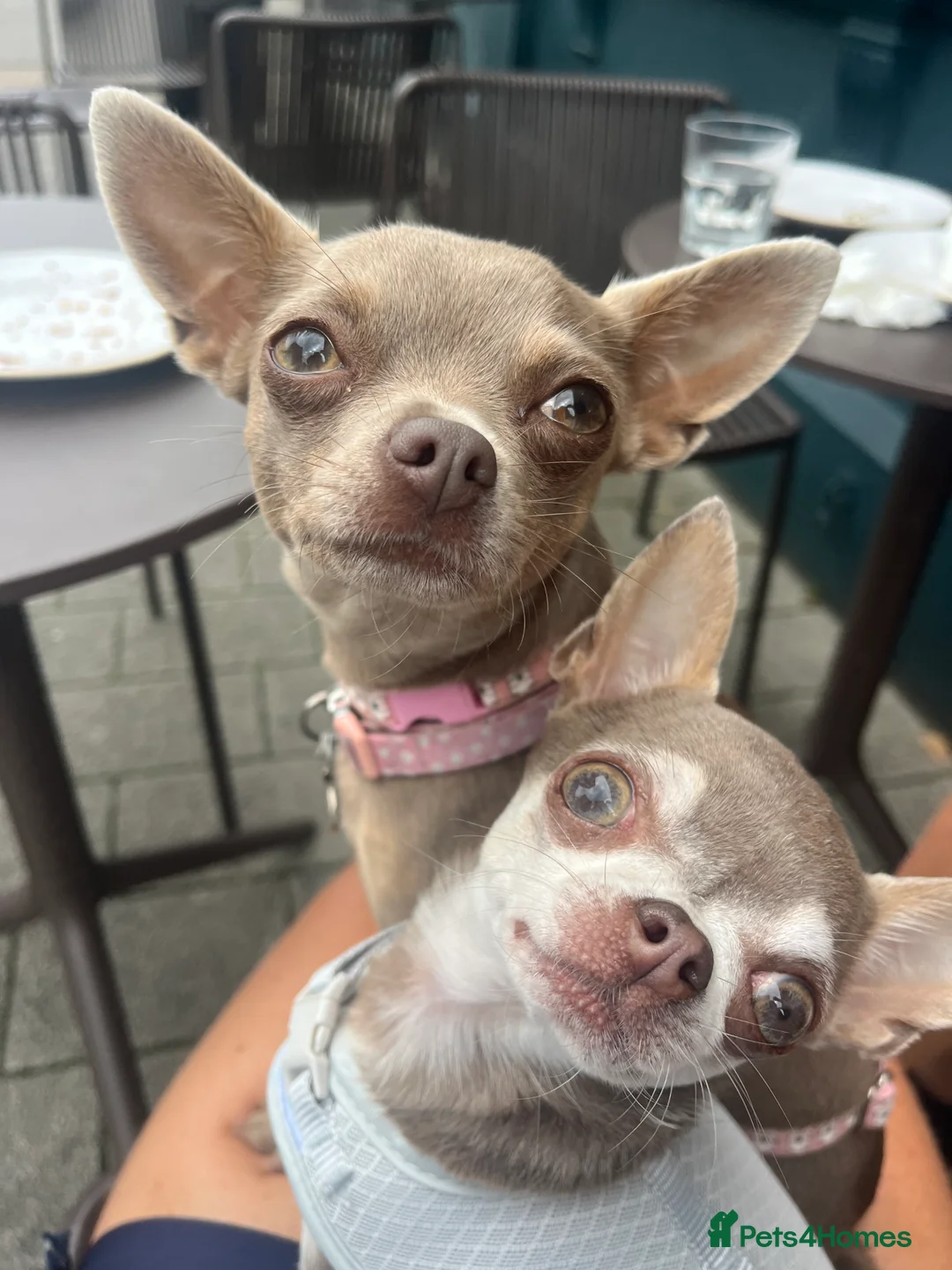 Chihuahua dogs for sale: 1 lilac tri (w/peach and white) and 1 blue boy.  - Advert 9