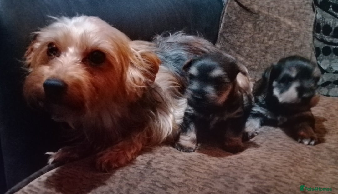 Mixed Breed dogs for sale: Schnauzer cross - Advert 8