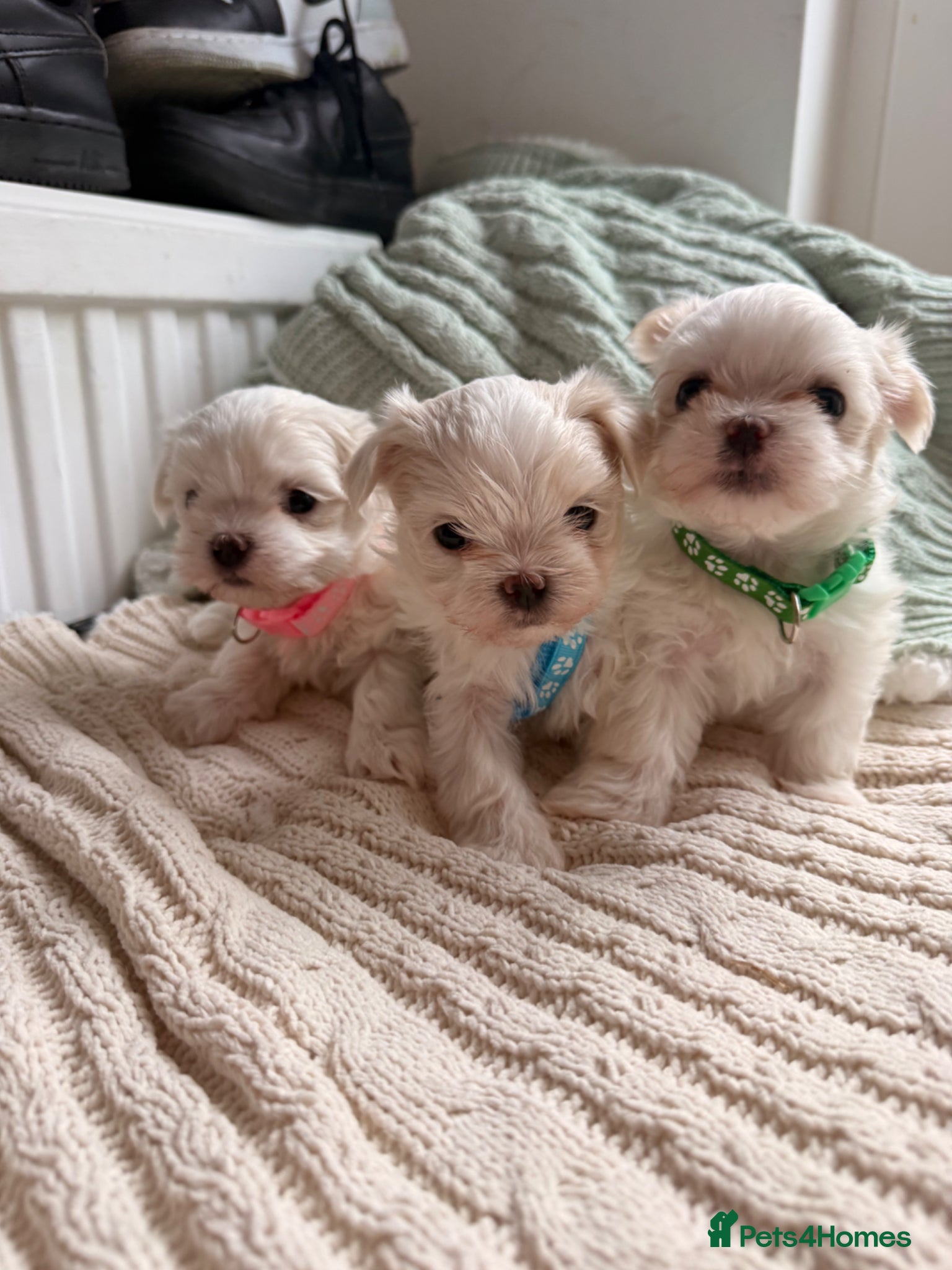 Maltese dogs Beautiful Korean Maltise puppies  - Advert 9