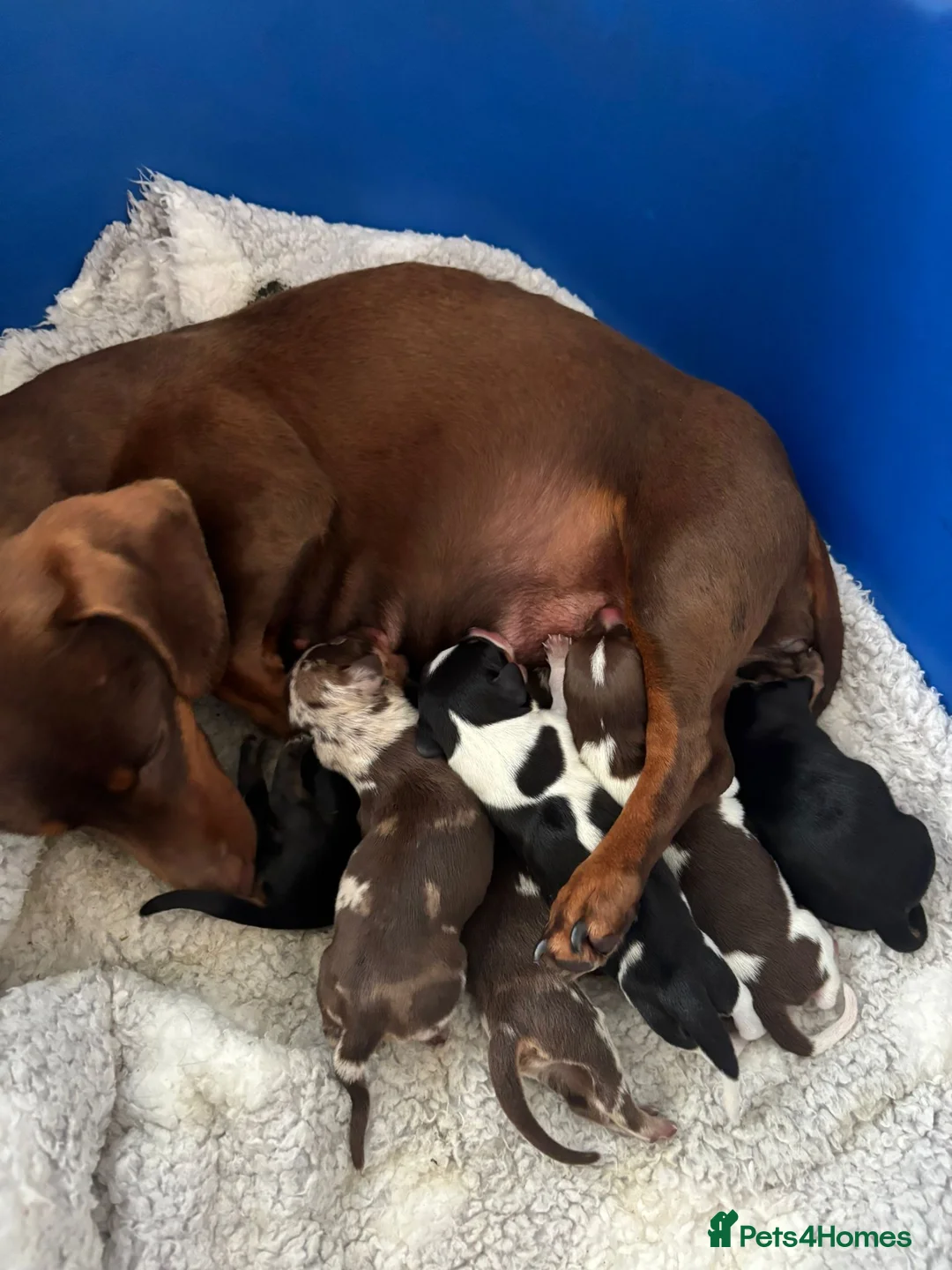 Dachshund dogs for sale: Male puppy pedigree dachshund in Newport - Advert 2