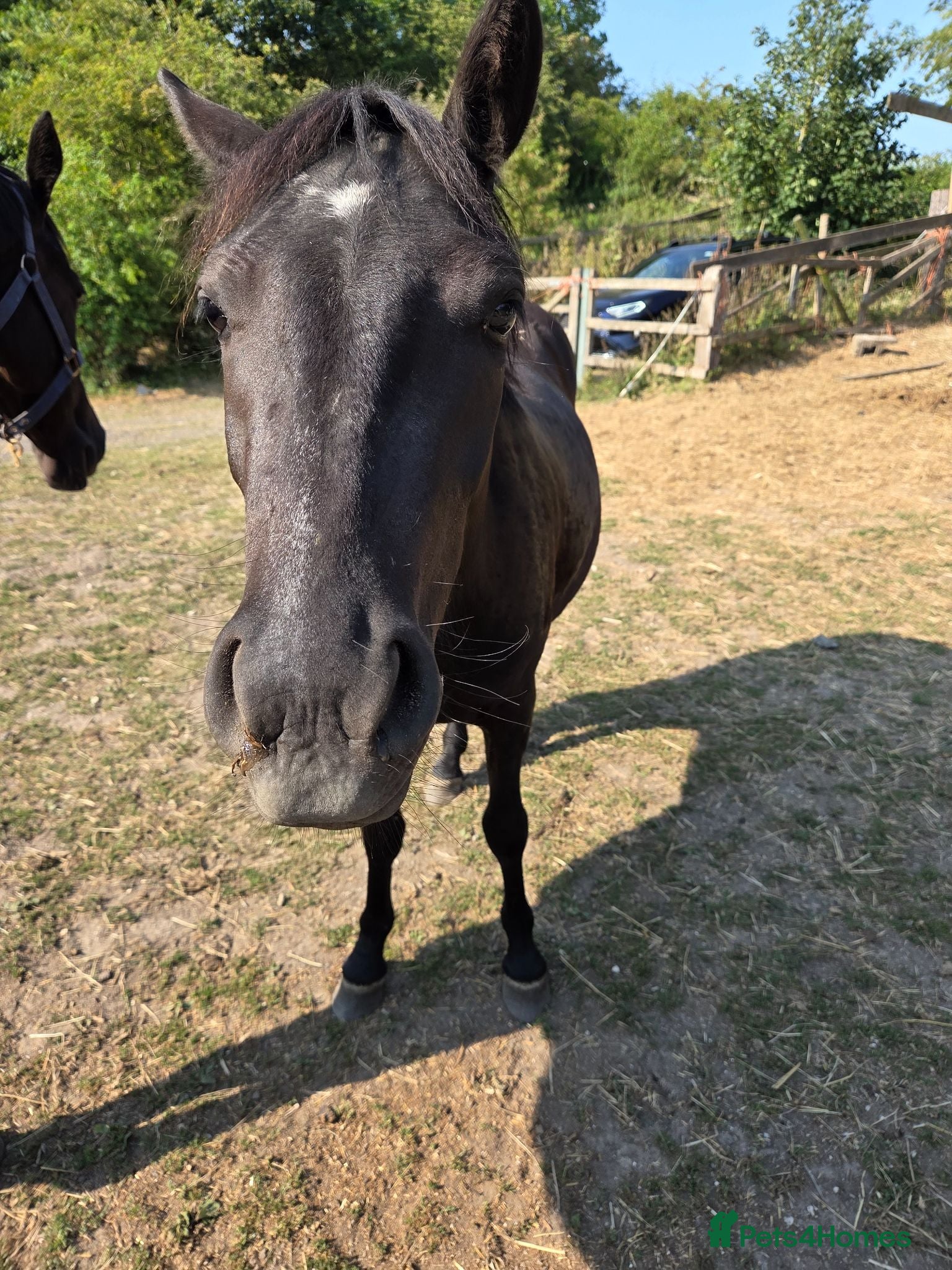 English Thoroughbred horses 2 year old Dartmoor hill pony 11.2 - Advert 5