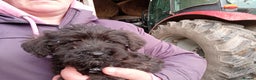 Mixed Breed dogs for sale: Schnoodle pups - Advert 8