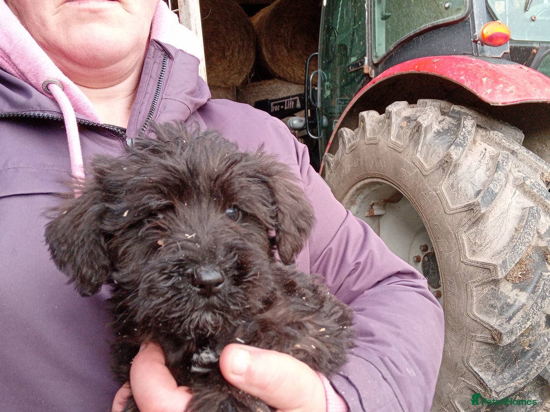 Mixed Breed dogs for sale: Schnoodle pups - Advert 8