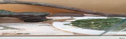 Bearded Dragon reptiles for sale: Beautiful baby  - Advert 4