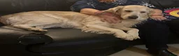 Golden Retriever dogs for sale: Golden retriever puppies in Bedford - Advert 5