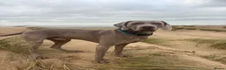 Weimaraner dogs for stud: ‘Jake’ handsom, friendly Stud KC reg.  in Liverpool - Advert 2