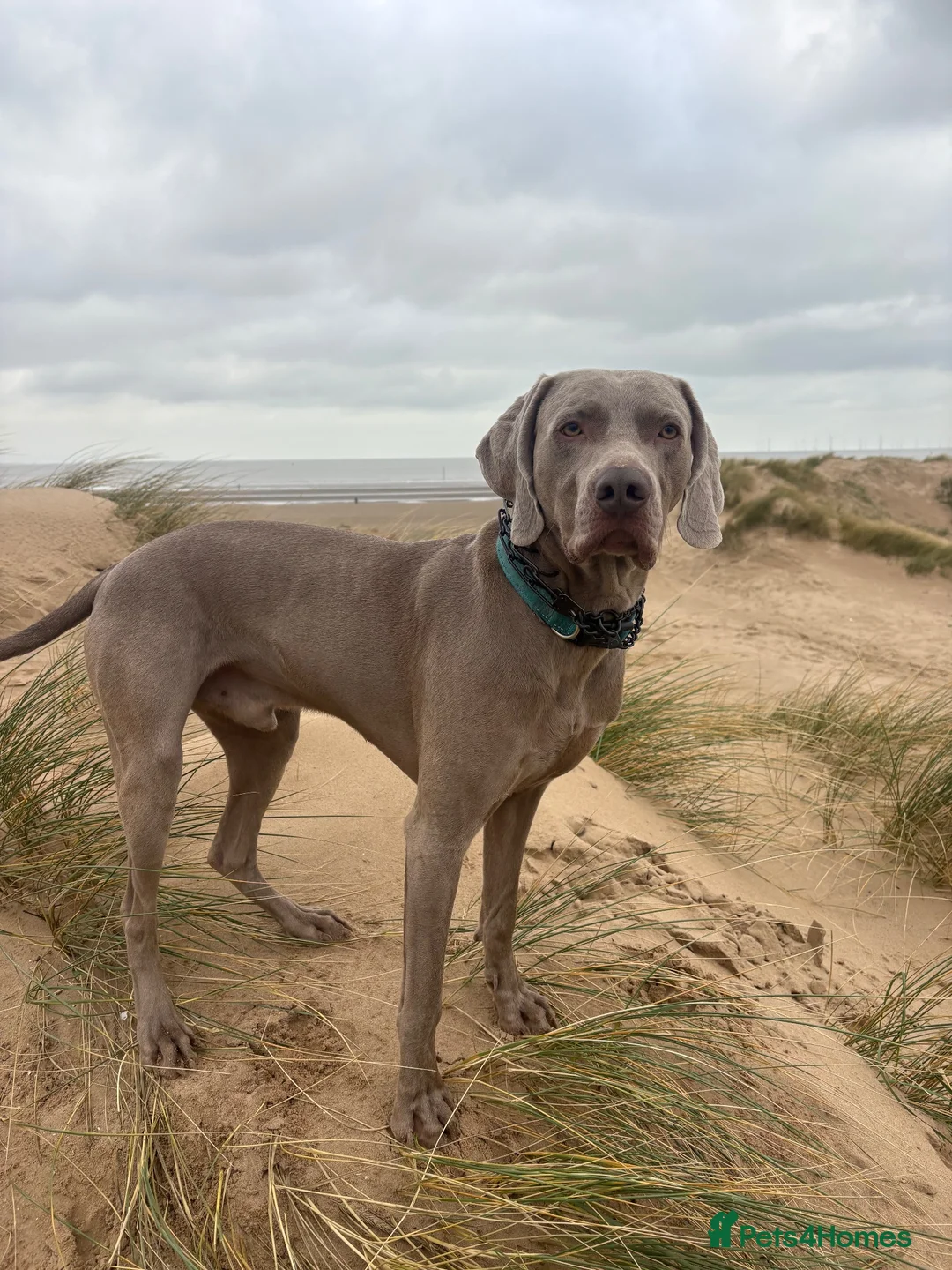 Weimaraner dogs for stud: ‘Jake’ handsom, friendly Stud KC reg.  in Liverpool - Advert 2
