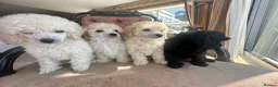 Miniature Poodle dogs for sale: Pedigree club registered Miniature poodles  - Advert 9