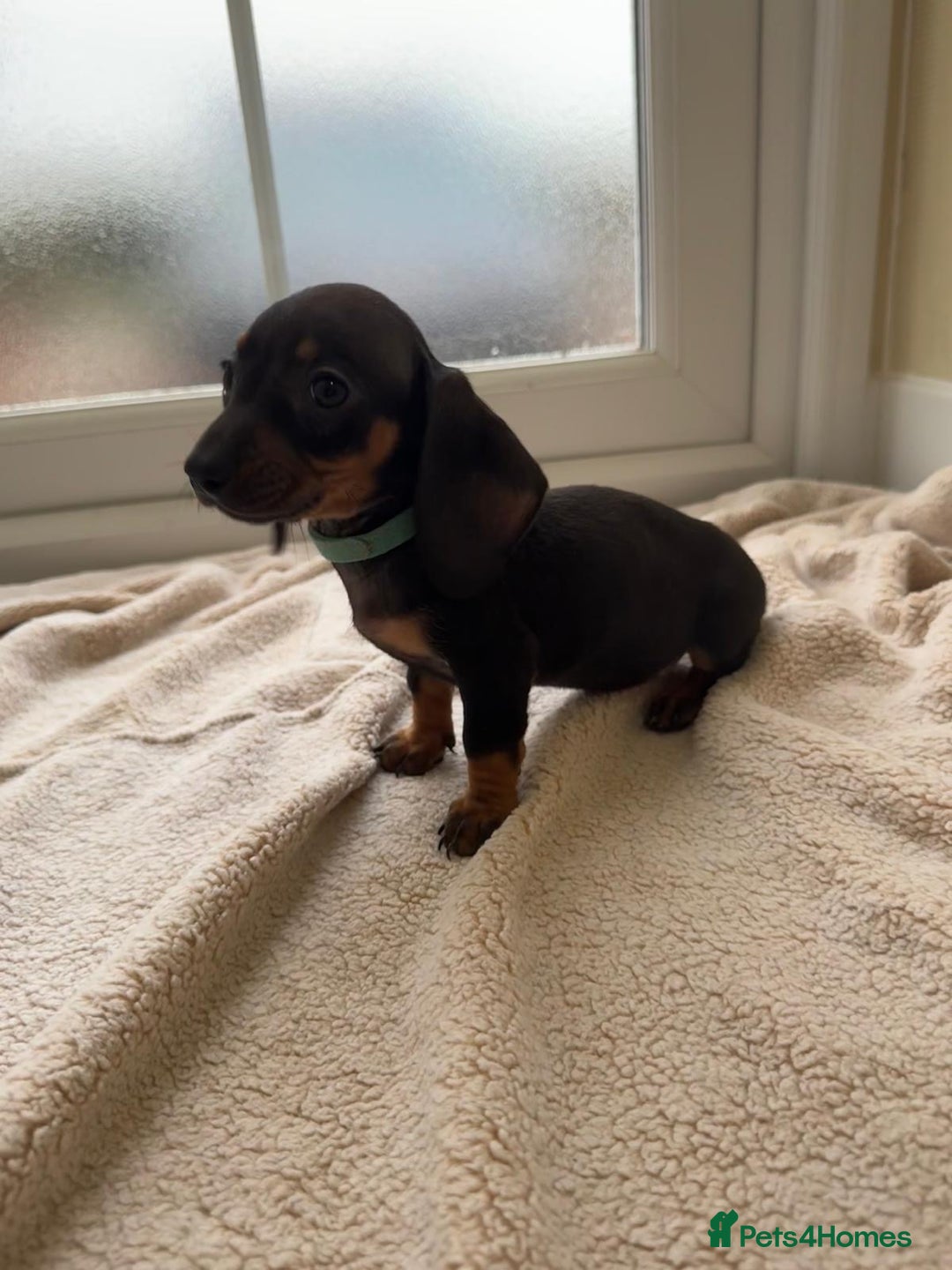 Dachshund dogs for sale: 1 girl available KC miniature dachshund puppies - Advert 10