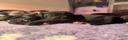 Great Dane dogs for sale: Gorgeous litter of kc registered Dane puppy's  - Advert 24