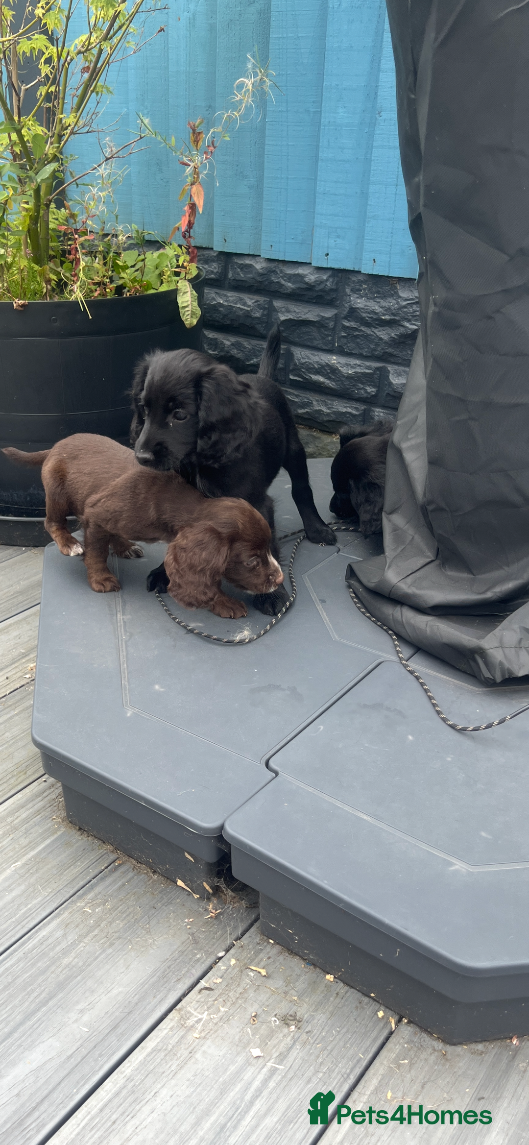 Cocker Spaniel dogs for sale: KC Working Cocker Spaniels available now - Image 12