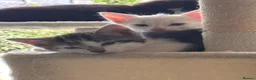 Mixed Breed cats for sale: 4 bouncy, happy kittens - Advert 13
