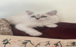 British Longhair cats for sale: GCCF Female BRITISH LONGHAIR - Image 1