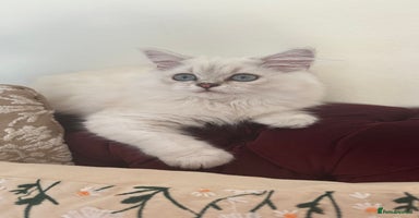 British Longhair cats - Advert 4