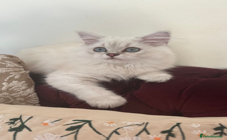 British Longhair cats - Advert 3