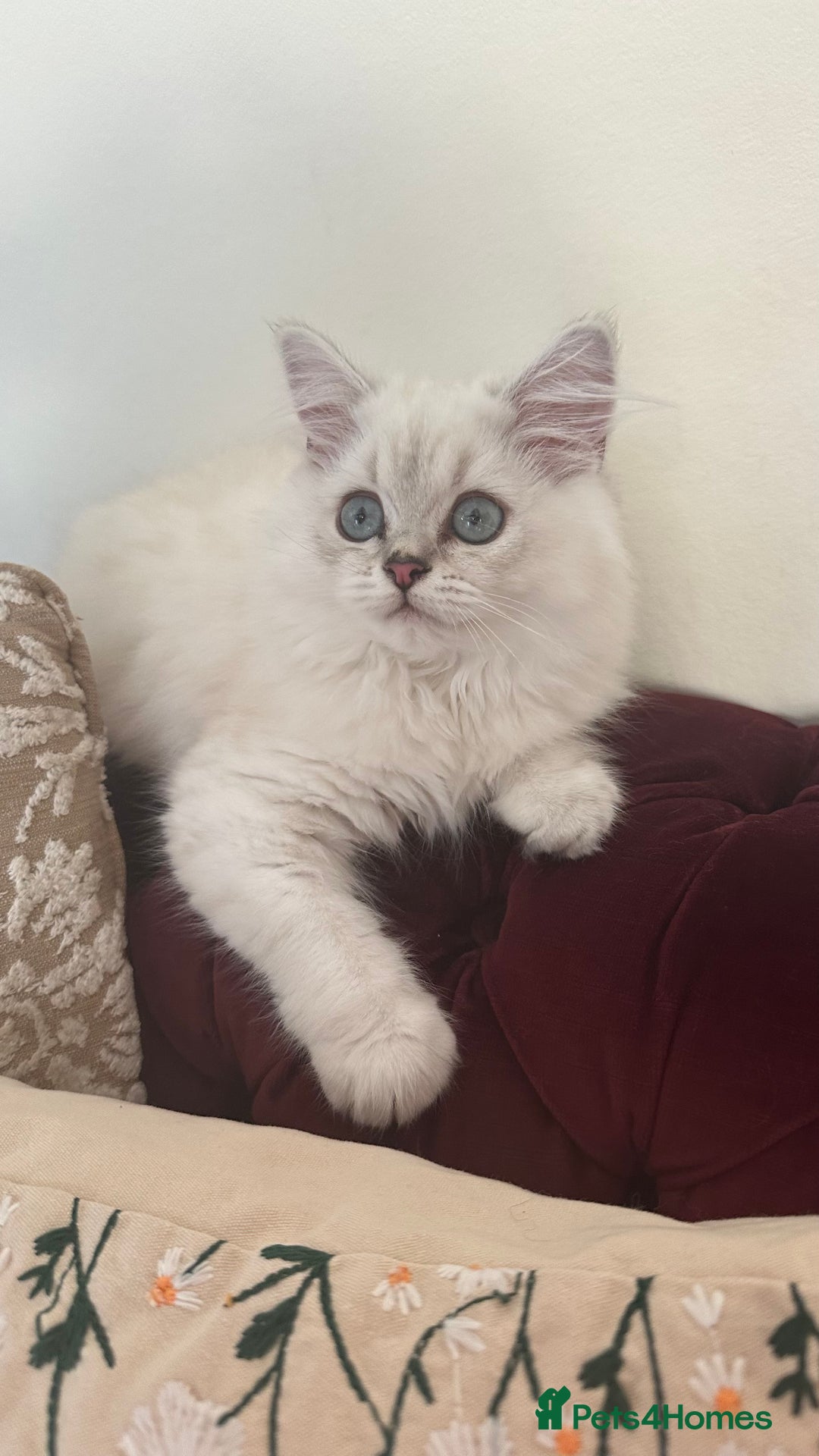 British Longhair cats for sale: GCCF Female BRITISH LONGHAIR - Image 1