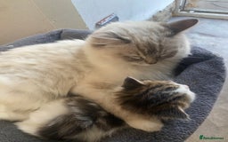 RagaMuffin cats for sale: Beautiful ragdoll x kittens 1 LEFT READY NOW - Image 15