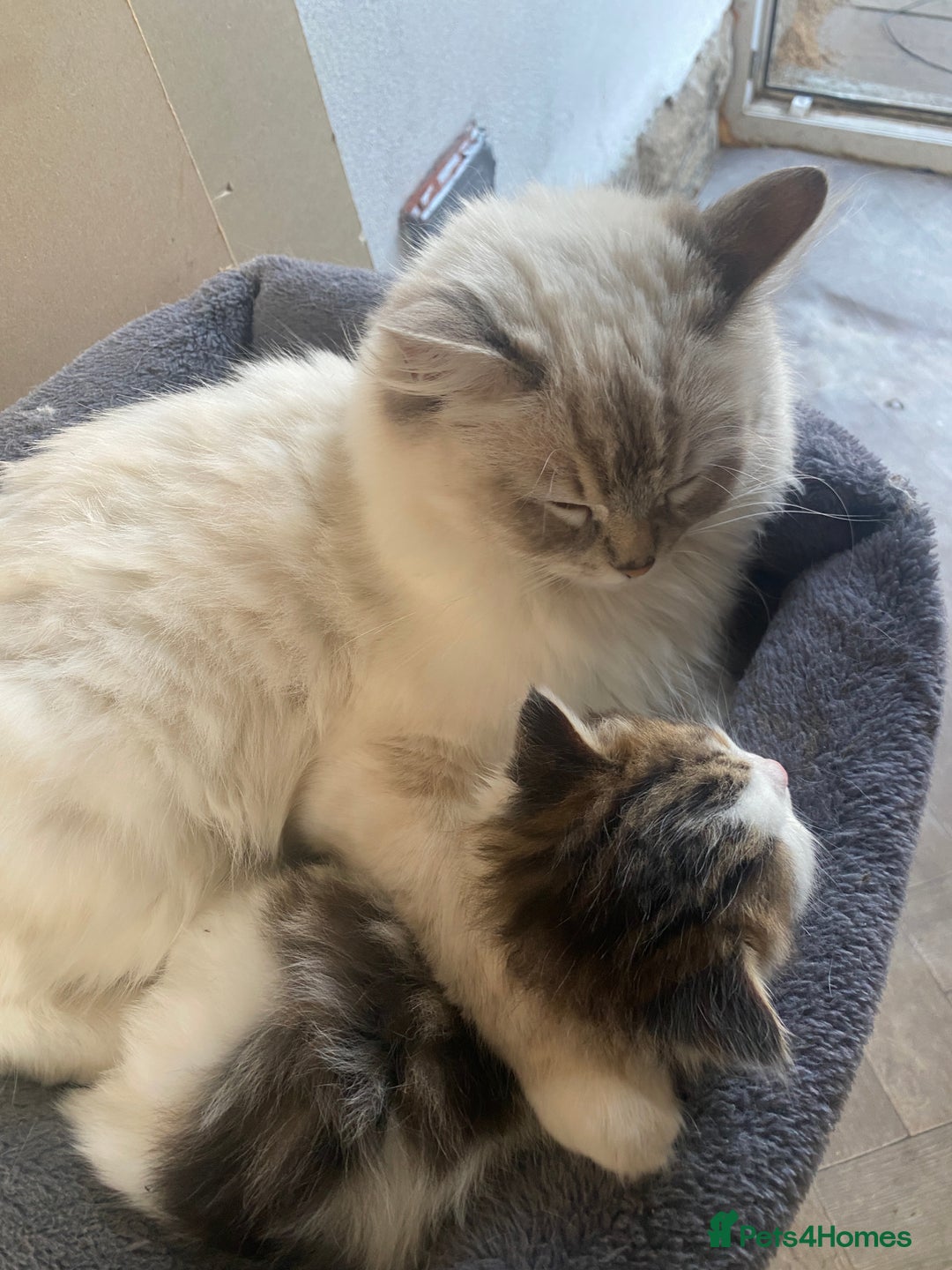 RagaMuffin cats for sale: Beautiful ragdoll x kittens 1 LEFT READY NOW - Image 15