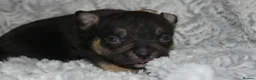 American Bully dogs for sale: Beautiful American pocket bullys  - Advert 5