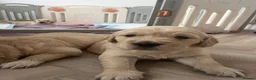 Golden Retriever dogs for sale: Golden retriever puppys - Advert 7