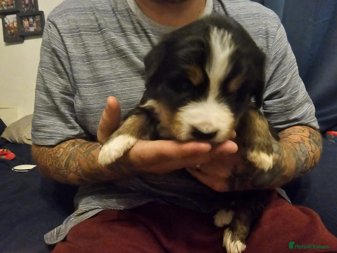 Bernese Mountain Dog dogs for sale: BEAUTIFUL CHUNKY BERNESE PUPS - Advert 2