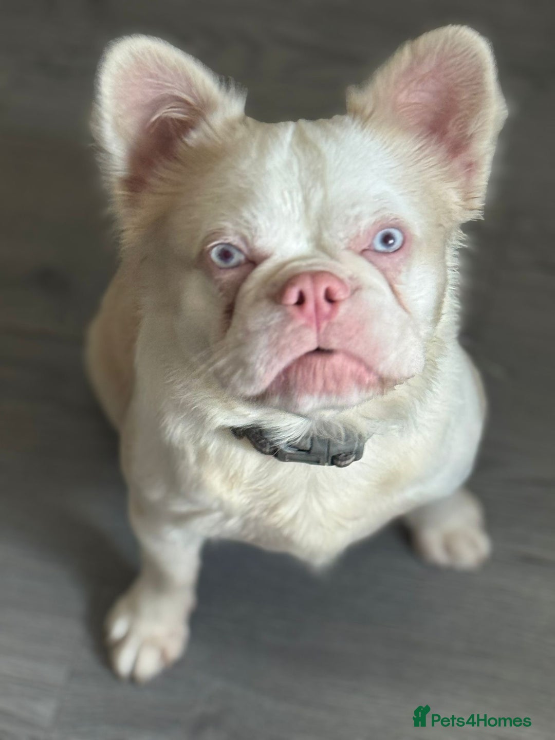 French Bulldog dogs for stud: 💕Rocco- pink fluffy boy for stud💕 - Advert 2