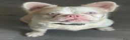 French Bulldog dogs for stud: 💕Rocco- pink fluffy boy for stud💕 - Advert 11
