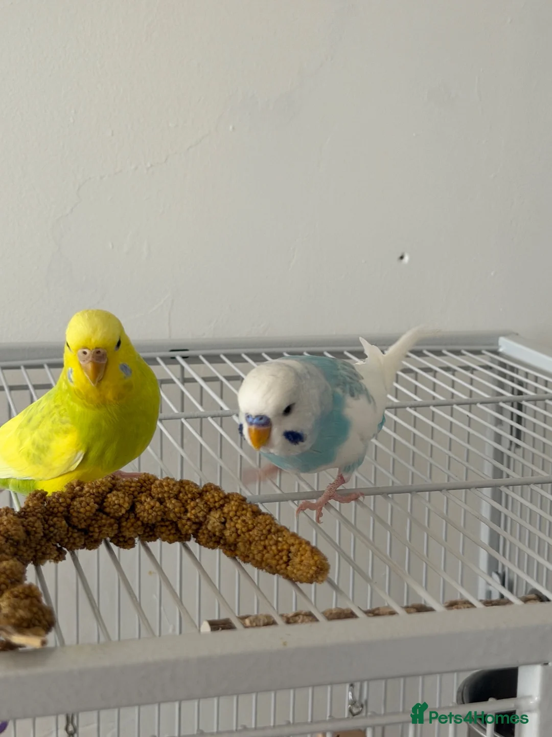 Budgerigars birds for sale: 2 budgies for forever home - Advert 6