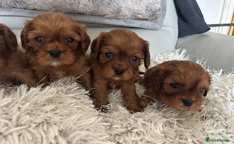 Cavalier King Charles Spaniel dogs - Advert 4