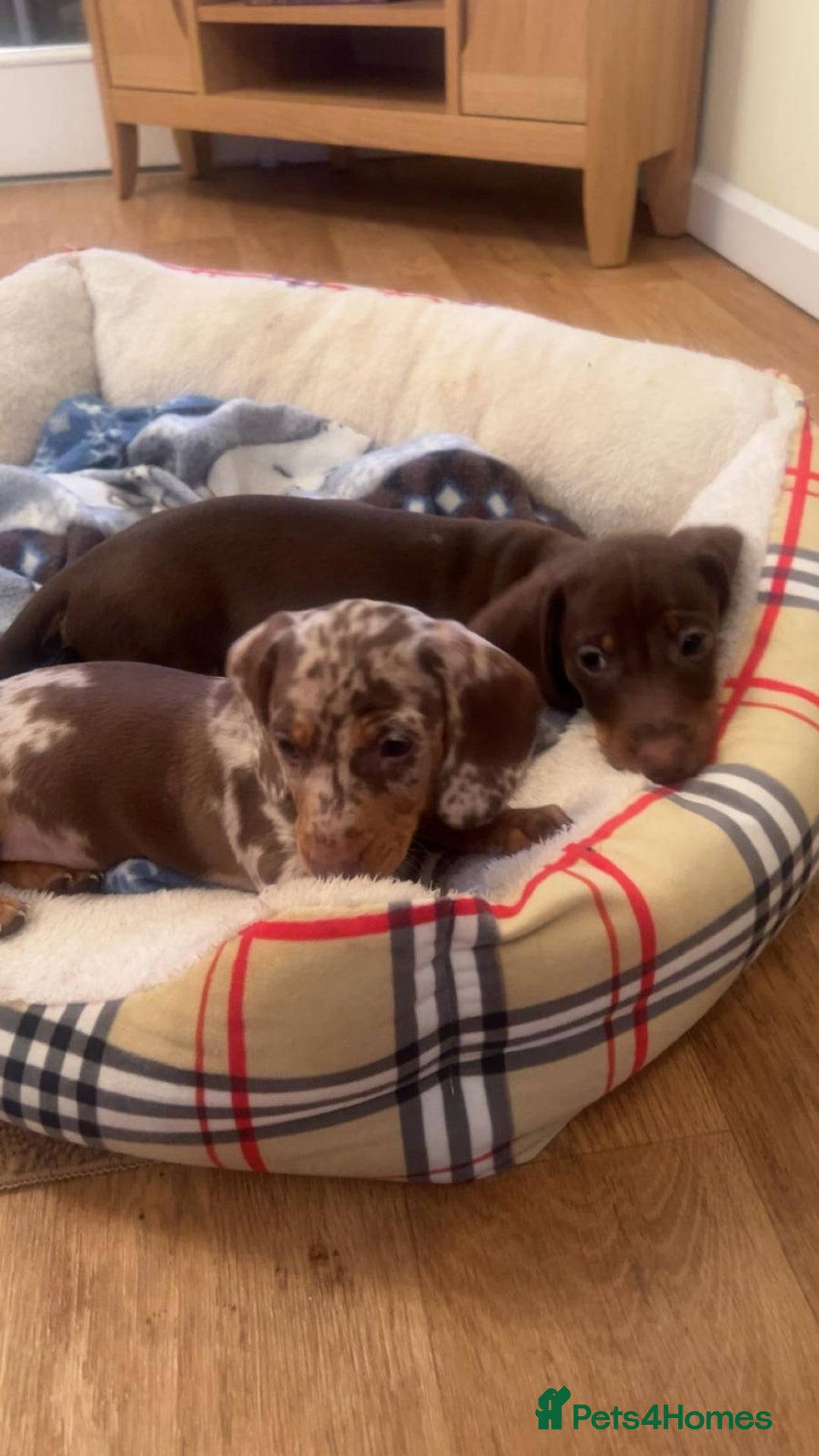 Dachshund dogs for sale: Dachshund for sale  - Advert 5