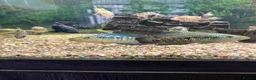 Cichlids fish for sale: Jack Des in Wolverhampton - Advert 2
