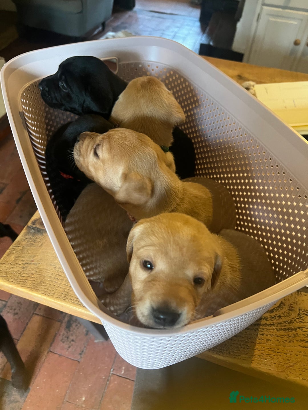 Labrador Retriever dogs for sale: Pedigree KCRegistered Labrador Pups-FoxRed & Black - Advert 4