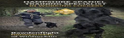 Cocker Spaniel dogs for sale: Working Cocker Pups Champion breeder  - Advert 2