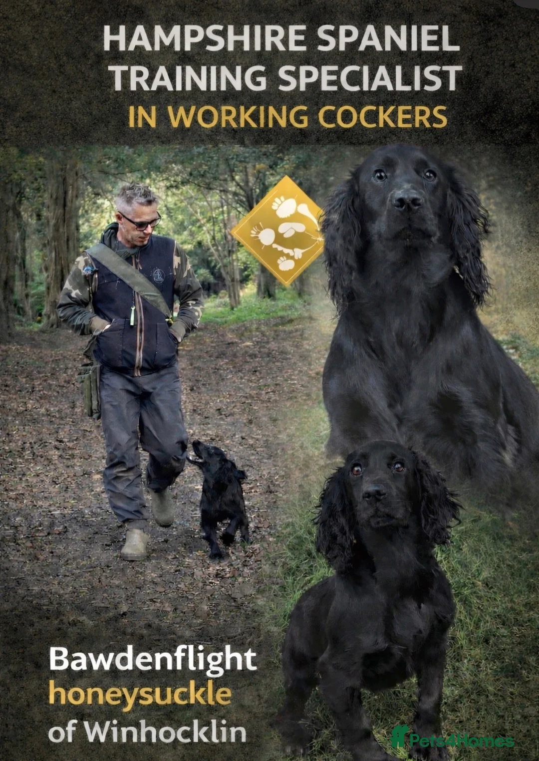 Cocker Spaniel dogs for sale: Working Cocker Pups Champion breeder  - Advert 2