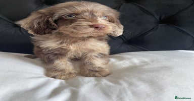 Cockapoo dogs - Advert 8