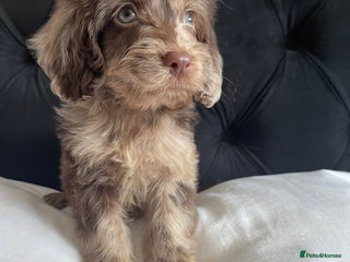 Cockapoo dogs - Advert 2