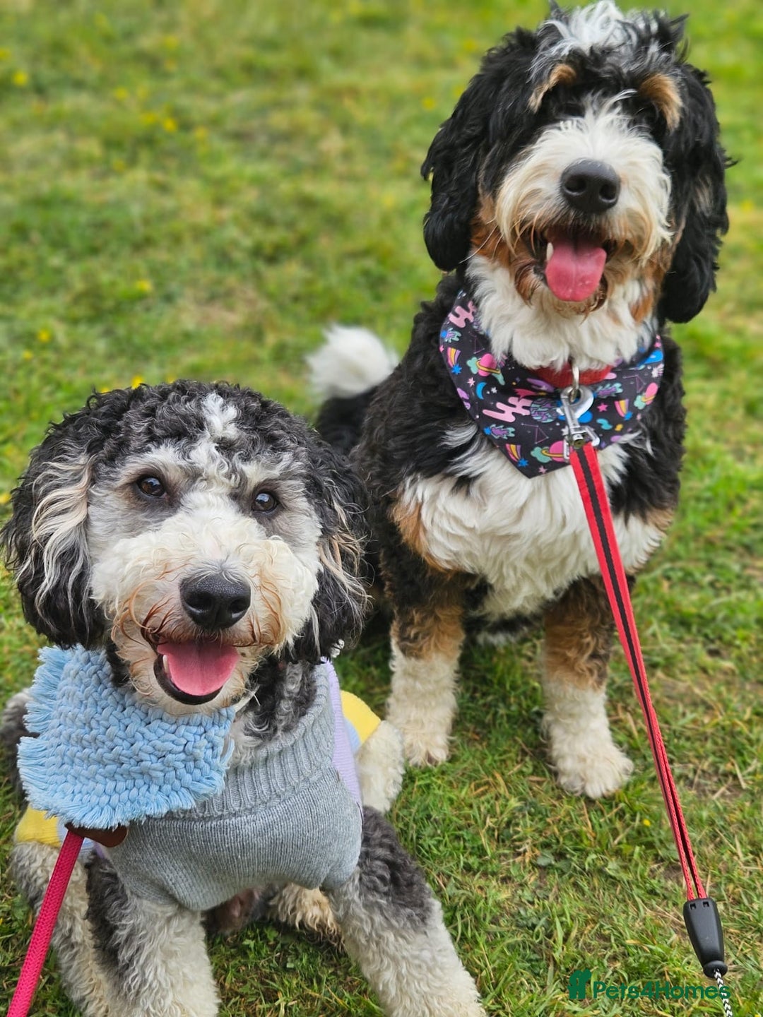 Bernedoodle dogs for sale: Curtabemdoodles Bernedoodles  - Image 23