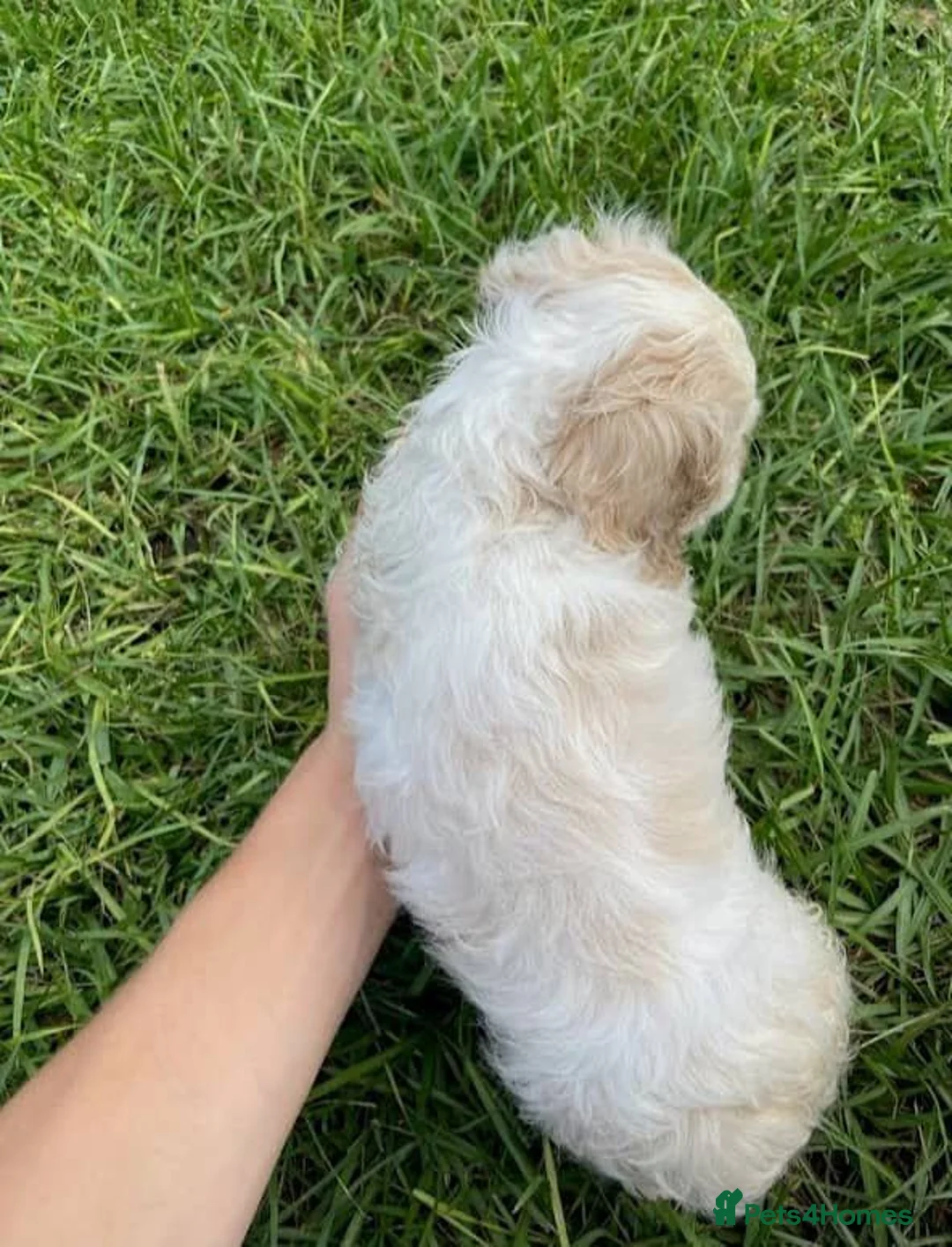 Cocker Spaniel dogs for sale: Beautiful Cocker Spaniel - Advert 4