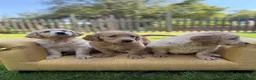 Mixed Breed dogs for sale: Magnificent blonde wolf dog puppies golden sarloos - Advert 9