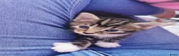 Mixed Breed cats for sale: 3 baby kittens  - Advert 9