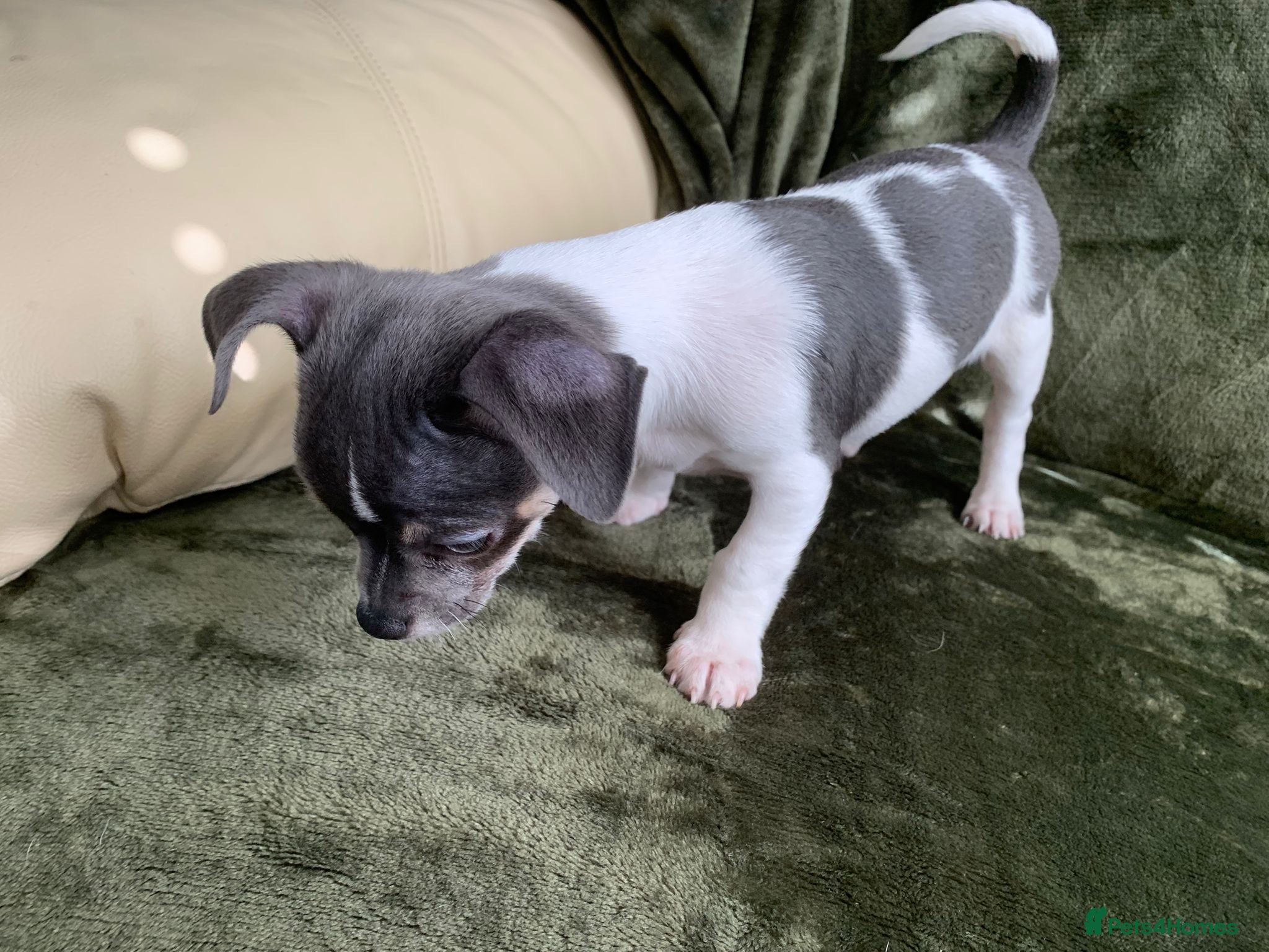 Chihuahua dogs 1 left ! Beautiful blue tri chihuahua pup male - Advert 4